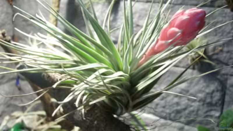 Talandsie am Blühen Juli 2010  von Miguel (14)