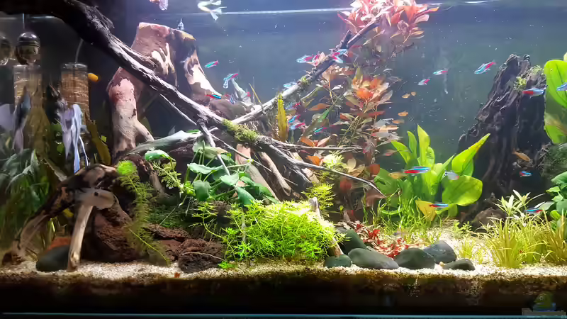 Talawa, Pionierholz und Lava von Mel (28)