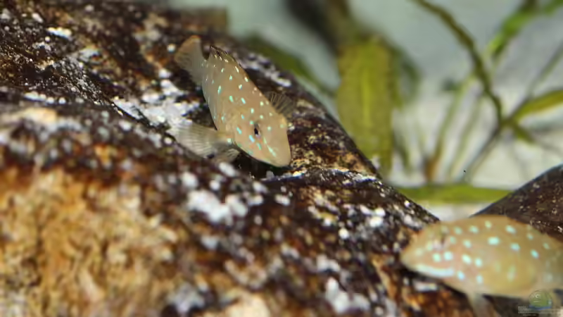 Tanganicodus irasacae Kibishi WF von Jörg (27)