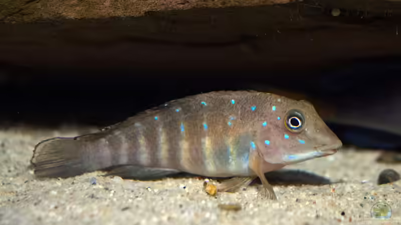 Tanganicodus irsacae ´Kigoma´ von ravaka (55)