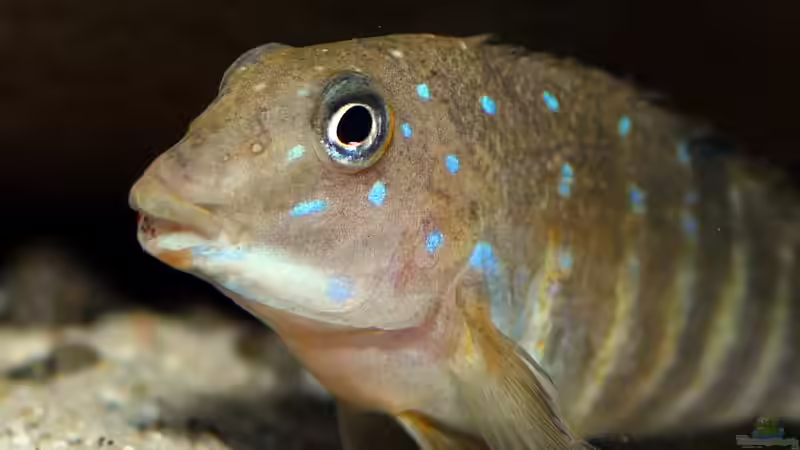 Tanganicodus irsacae im Aquarium halten (Einrichtungsbeispiele mit T. irsacae)