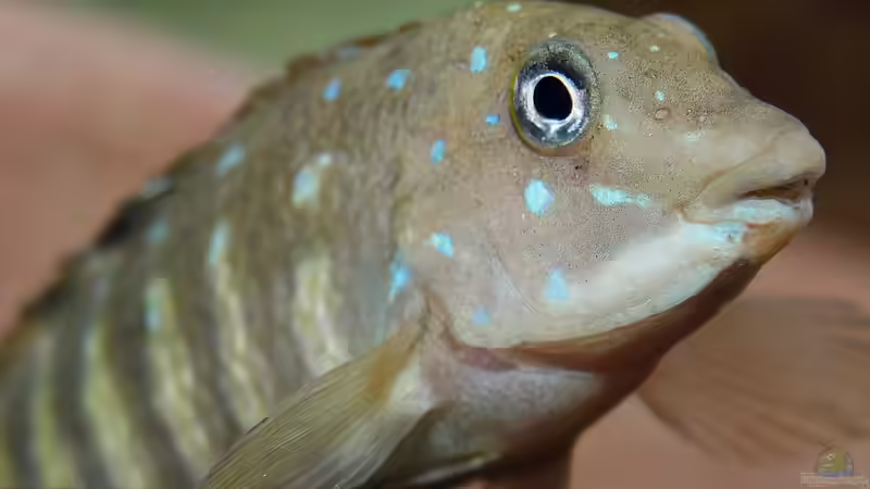 Tanganicodus irsacae im Aquarium halten (Einrichtungsbeispiele mit T. irsacae)