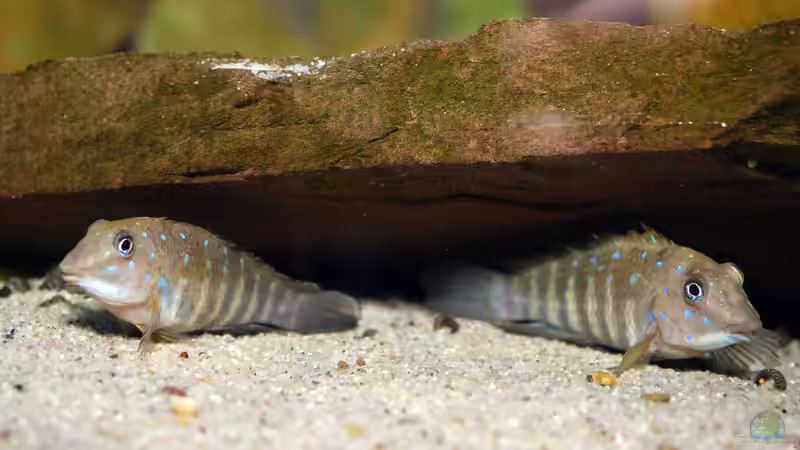 Tanganicodus irsacae im Aquarium halten (Einrichtungsbeispiele mit T. irsacae)