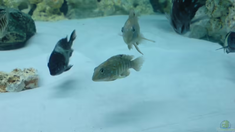 Tanganicodus irsacae im Aquarium halten (Einrichtungsbeispiele mit T. irsacae)