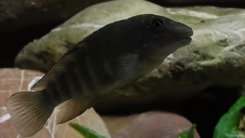 Tanganicodus moba (1) von Markus M. (9)