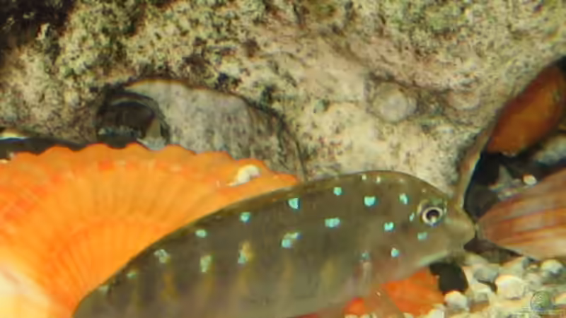 Tanganicodus von Axel Borck (14)