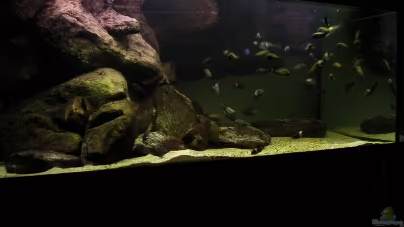 Tanganjiaksee 720 10/2012 von martin4ever (1)