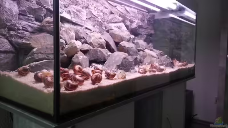 Tanganjik von SheKa (4)