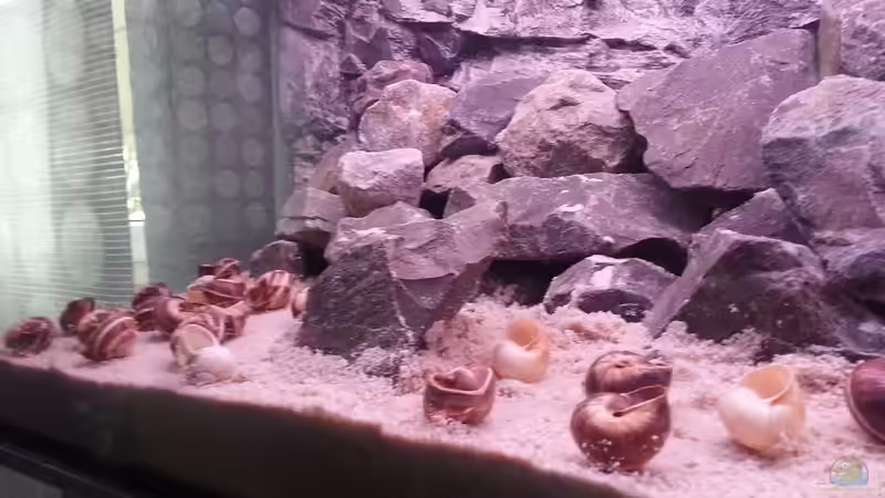 Tanganjik von SheKa (8)