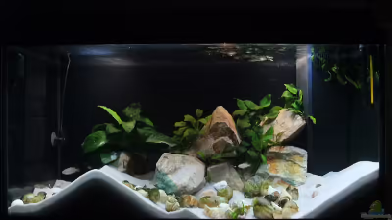 TAnganjika 112L von Forelleblau