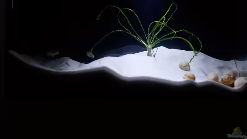 Tanganjika 54 L von Jim (2)