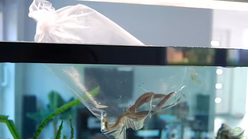 Tanganjika Aal: Aethiomastacembelus moori! (Titel geändert)