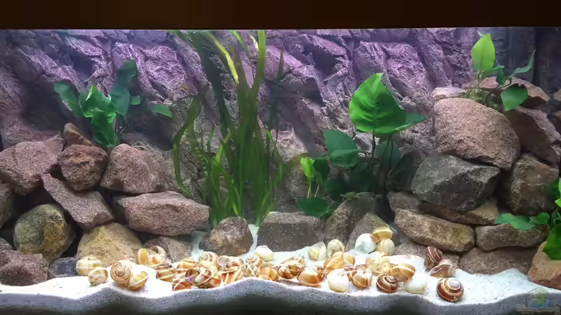 Tanganjika am Main von Olaf Schrems (1)