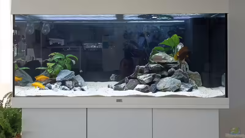 Tanganjika Becken  von TangaFan (2)