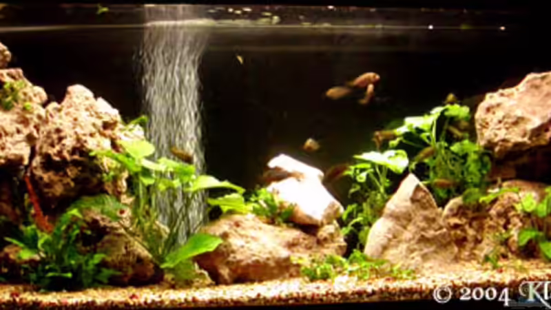 Tanganjika Becken von buntbarsch1948 (1)