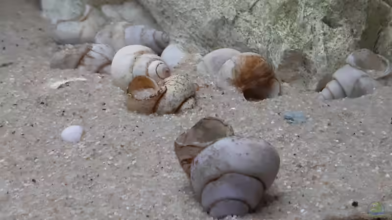 Neothauma tanganyicense im Aquarium (Einrichtungsbeispiele für Tanganjika-Schnecken)