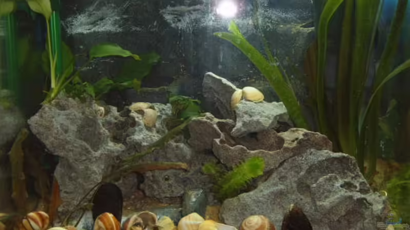 Tanganjika von Franz König (1)