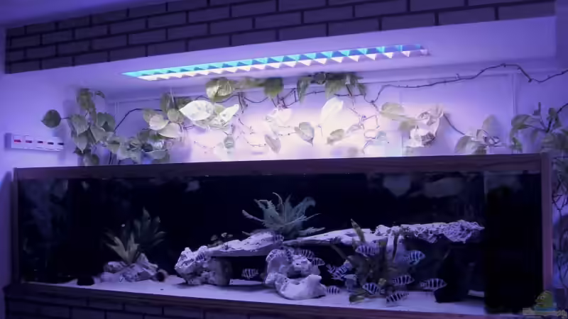 Tanganjikabecken 1050Liter von Wolfgang Schlader (1)