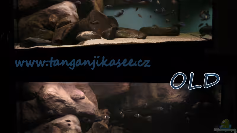 Tanganjikasee 720 (Tropheus tank) - wallpaper from black to blue von martin4ever (11)