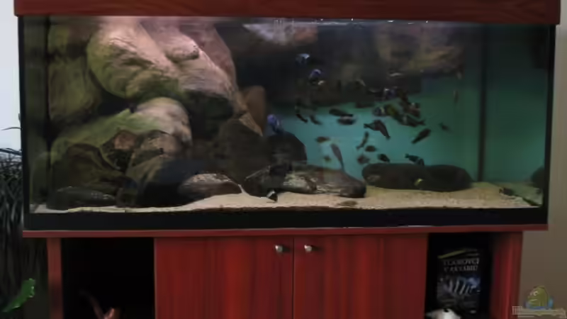 Tanganjikasee 720 (Tropheus tank) von martin4ever (21)