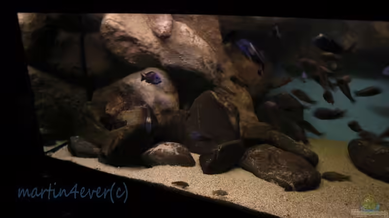 Tanganjikasee 720 (Tropheus tank) von martin4ever (5)