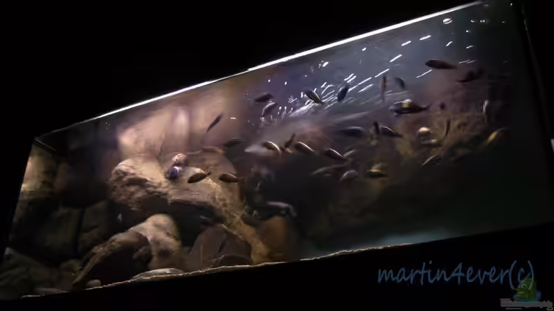 Tanganjikasee 720 (Tropheus tank) von martin4ever (6)