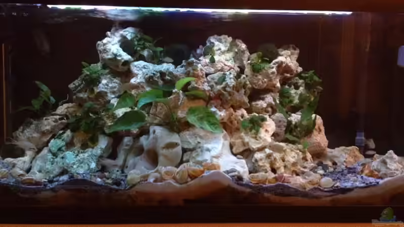 Tanganjikaseeaquarium von Karim  von similis (1)