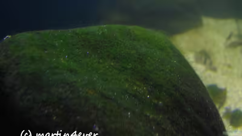 Tanganyika 200 - Alge November 2011 von martin4ever (6)