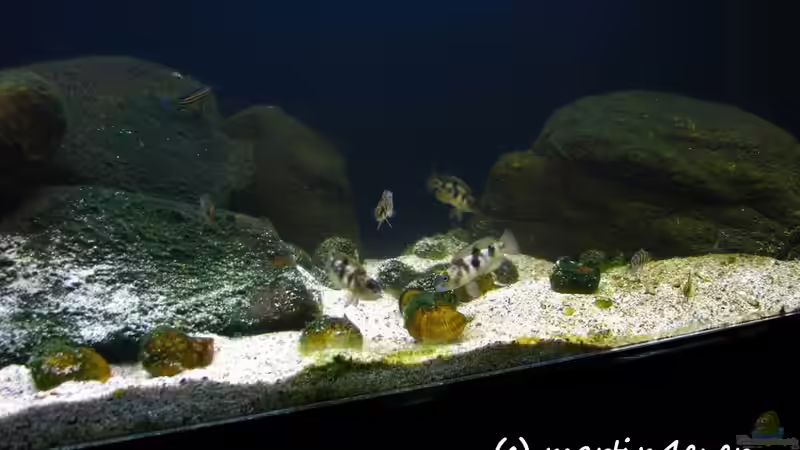 Tanganyika 200 - November 2011 von martin4ever (3)