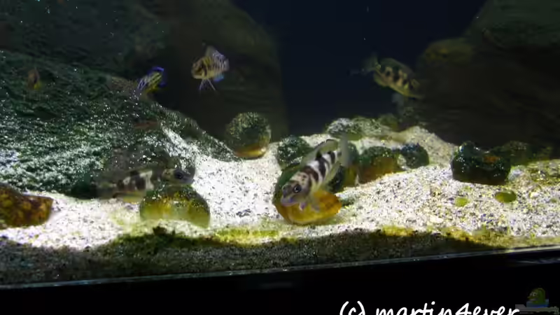 Tanganyika 200 - November 2011 von martin4ever (4)