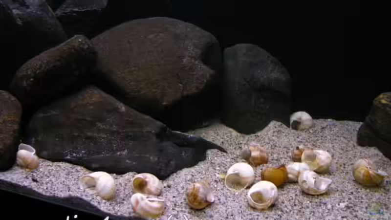 Tanganyika 200 von martin4ever (8)