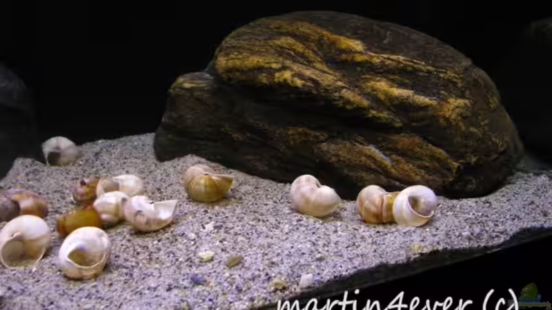 Tanganyika 200 von martin4ever (9)