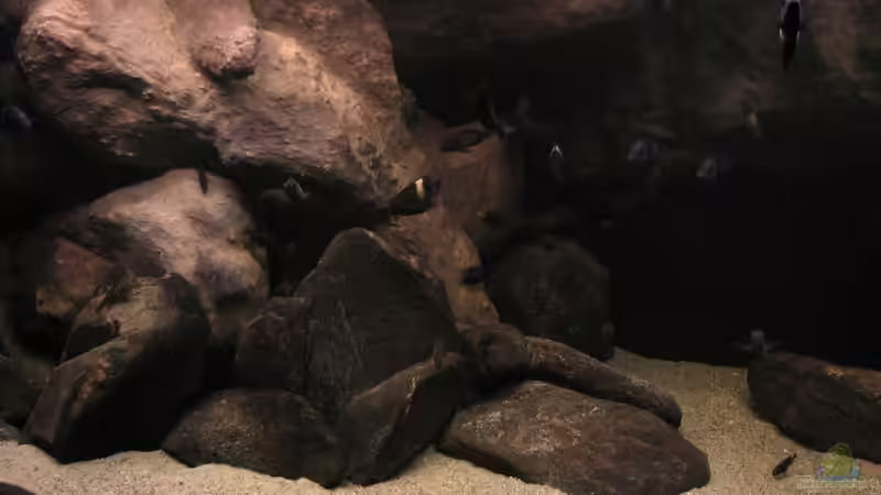 Tanganyika 720 CZ von martin4ever (18)