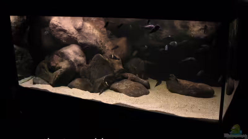 Tanganyika 720 CZ von martin4ever (8)