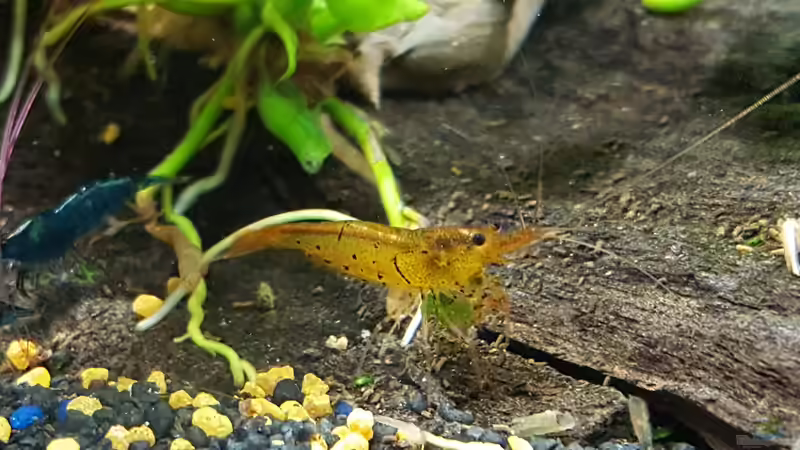 Tangerine Tiger von Murphy1977 (3)