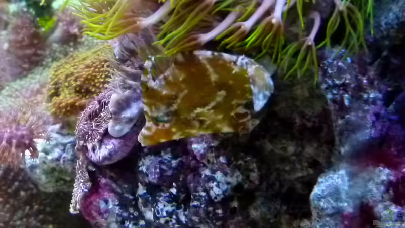 Tangfeilenfisch von Artur Wegert (19)