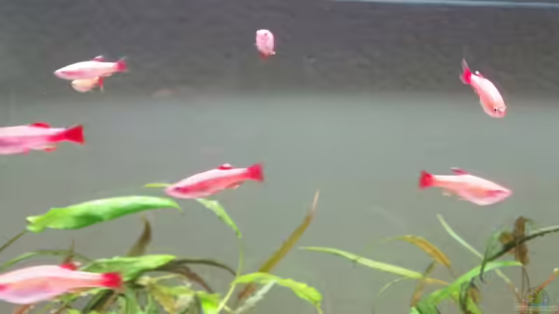 Tanichthys albonubes ´gold´ von Oli 1 (10)