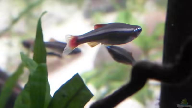 tanichthys albonubes von Stefano83 (31)