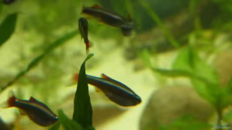 tanichthys albonubes von Stefano83 (32)