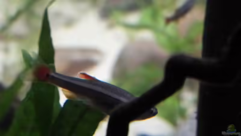 tanichthys albonubes von Stefano83 (33)