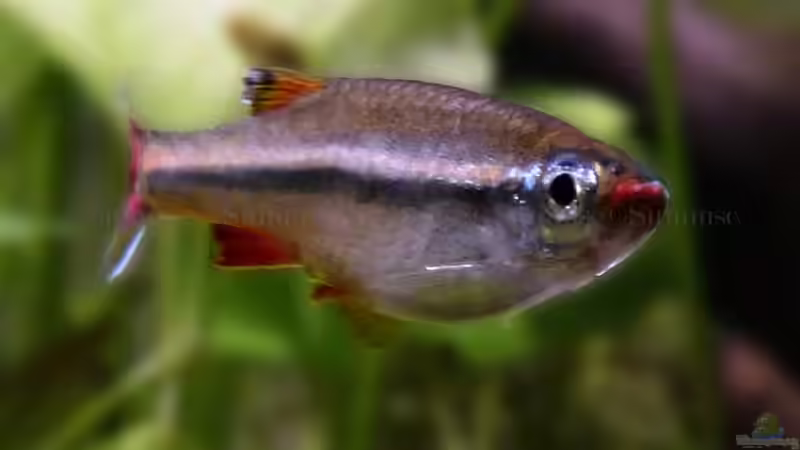 Aquarien mit Tanichthys micagemmae (Vietnamesischer Kardinalfisch)