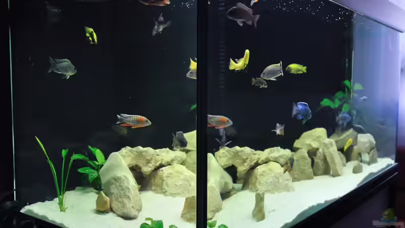 Tank seite von Ivory (2)