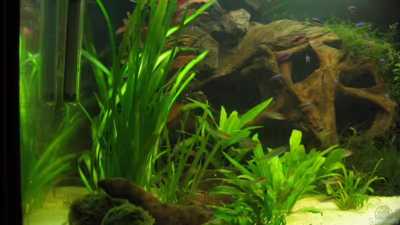 Tank von links von Kriki (4)