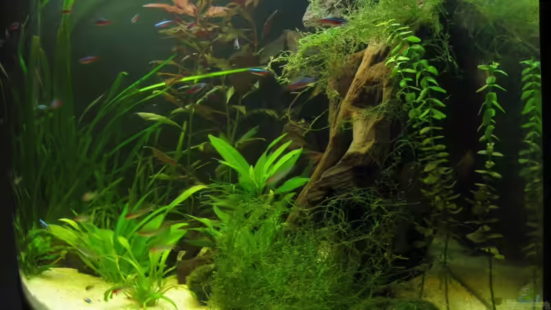 Tank von Rechts von Kriki (3)