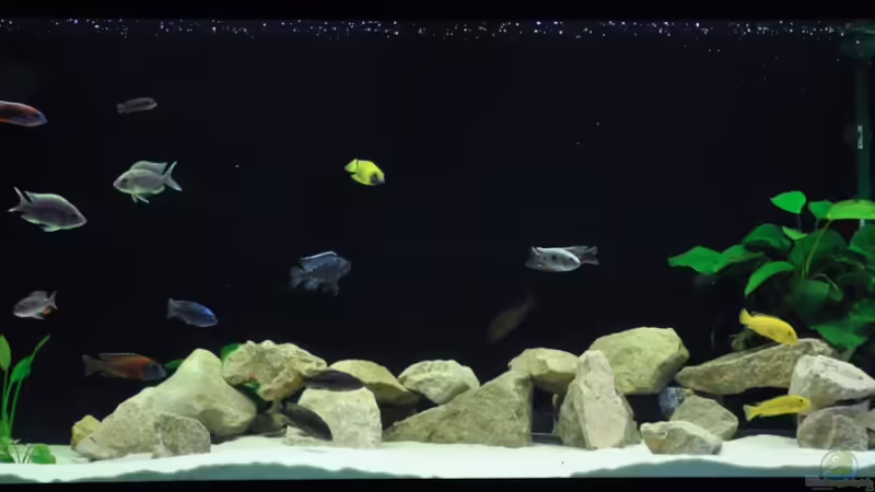 Tank vorne von Ivory (1)