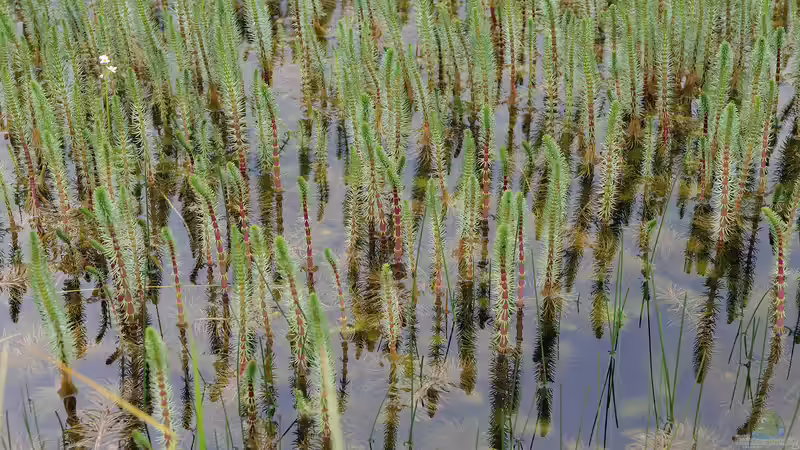 Tannenwedel: Eine wichtige Pflanze für lebendige, klare Gartenteiche