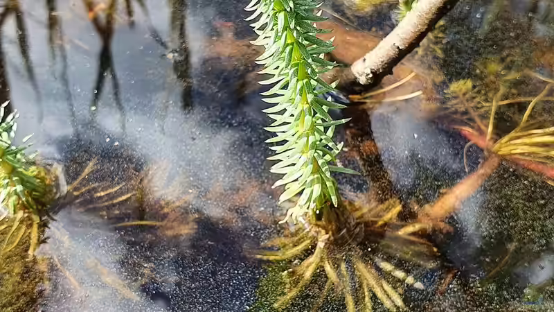 Tannenwedel: Eine wichtige Pflanze für lebendige, klare Gartenteiche