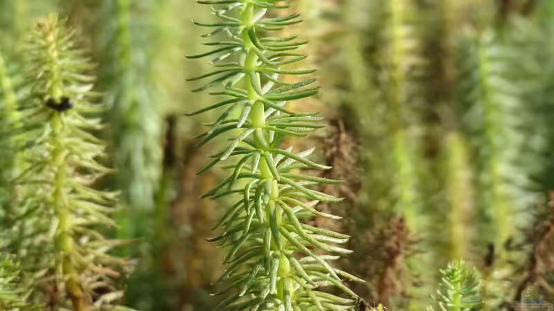 Tannenwedel: Eine wichtige Pflanze für lebendige, klare Gartenteiche