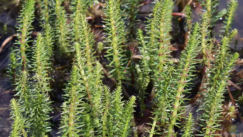 Tannenwedel: Eine wichtige Pflanze für lebendige, klare Gartenteiche