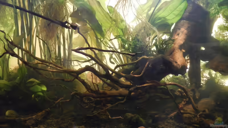 Tannenwurzel, von eBay. von miv (21)